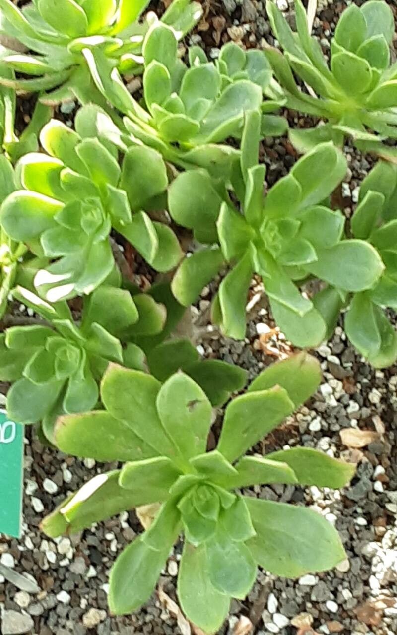 Aeonium gorgoneum — search result for 'Aeonium'