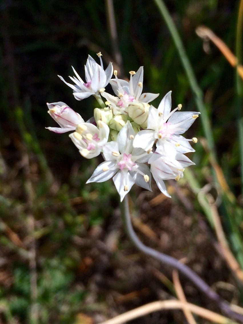 Allium haematochiton flower