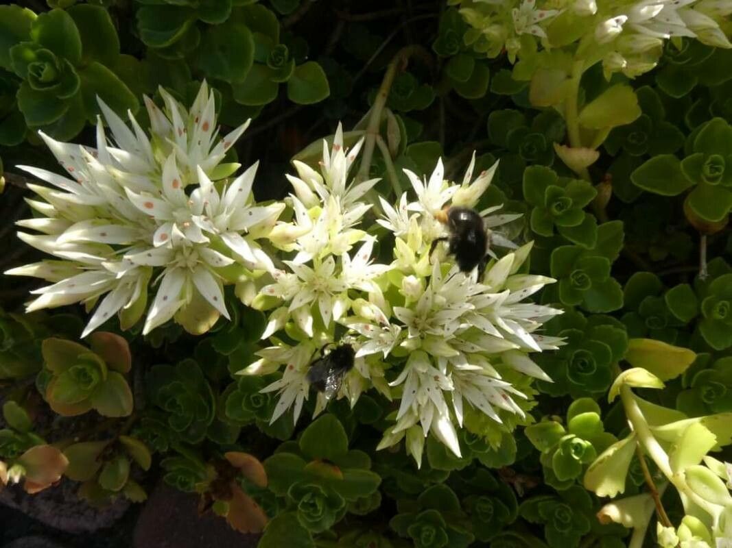 Sedum ternatum flower