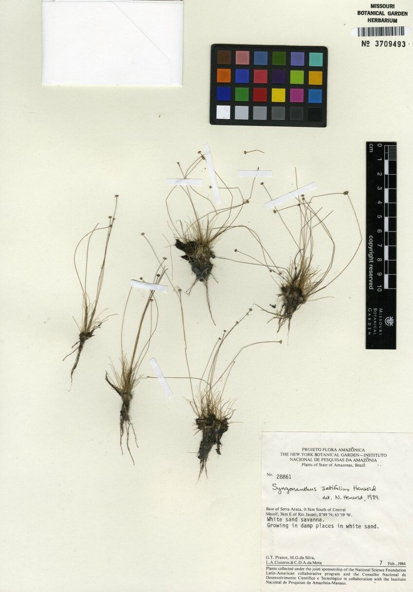 Syngonanthus setifolius — houseplant care guide