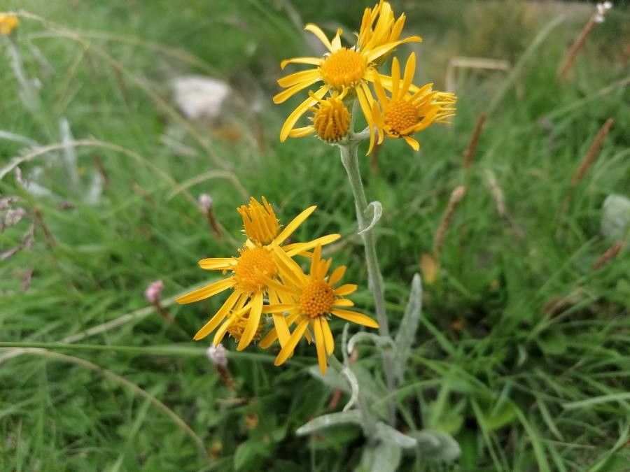 Tephroseris longifolia flower