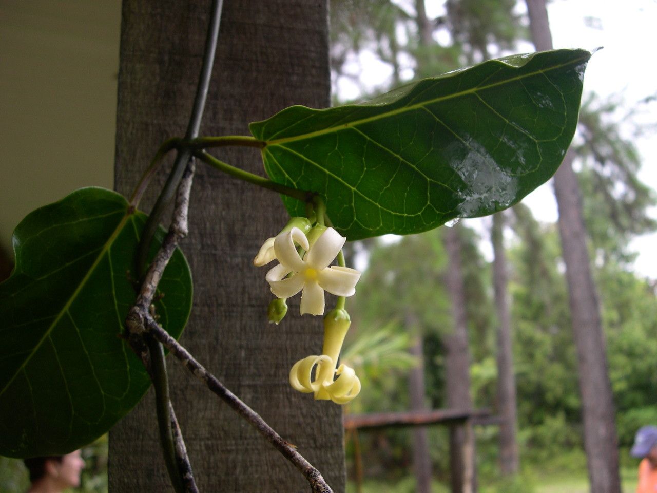Marsdenia speciosa habit