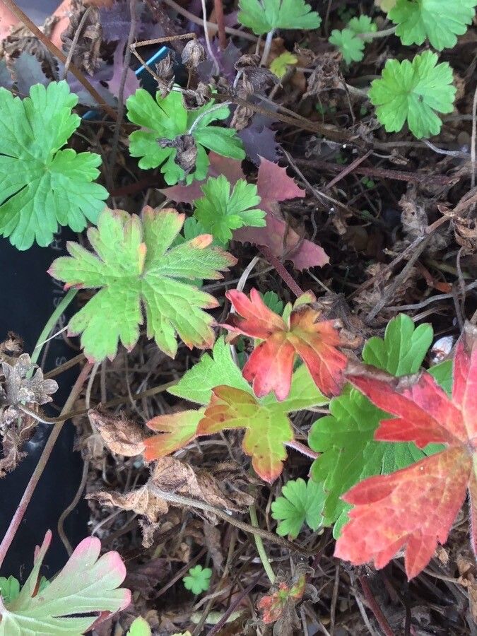 Geranium collinum leaf