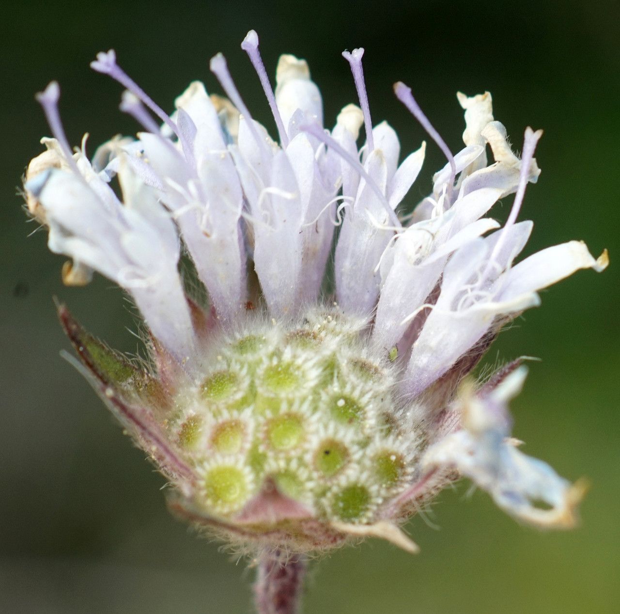 Pterocephalus plumosus fruit