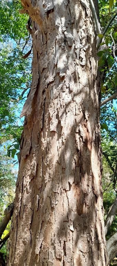 Machaerium oblongifolium — houseplant care guide