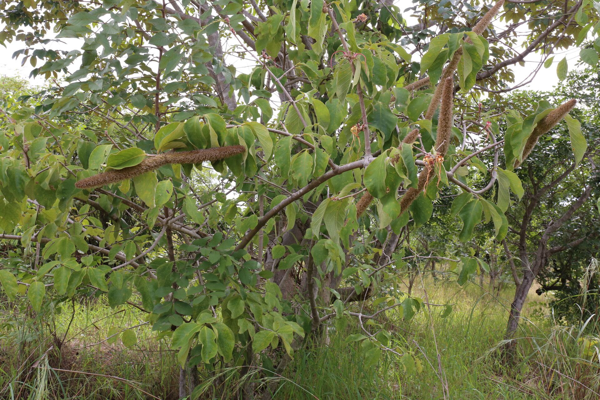 Strophanthus eminii habit