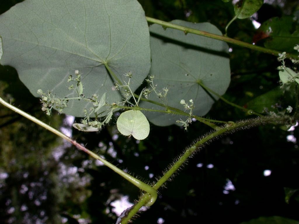 Cissampelos tropaeolifolia other