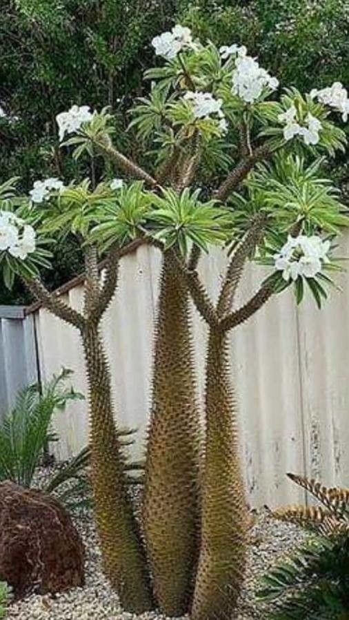 Pachypodium lamerei leaf