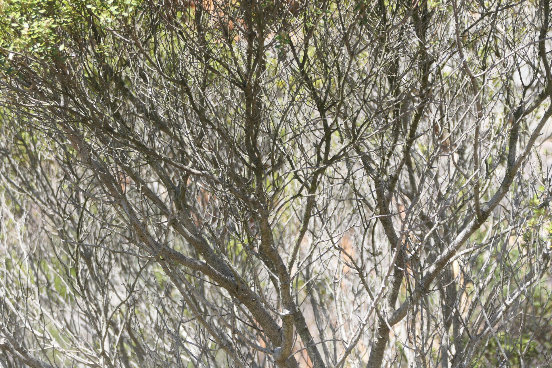 Phylica buxifolia bark