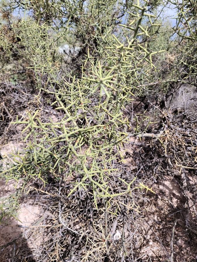 Koeberlinia spinosa — search result for 'Zygophyllaceae'