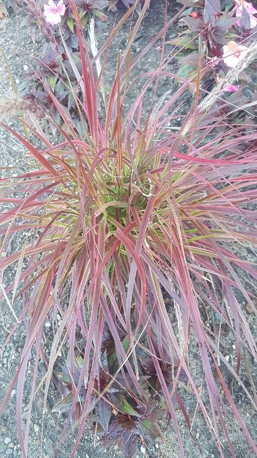 Pennisetum pedicellatum bark