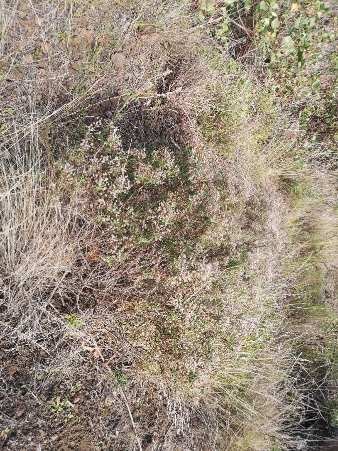 Phagnalon umbelliforme habit