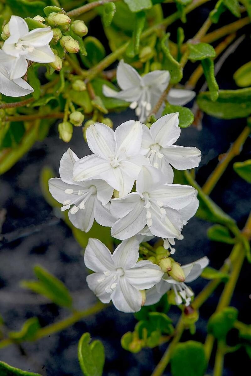Jacquemontia curtissii — related species from the same genus