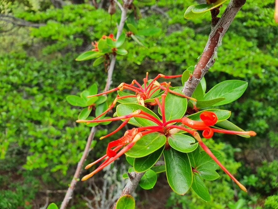 Embothrium coccineum flower