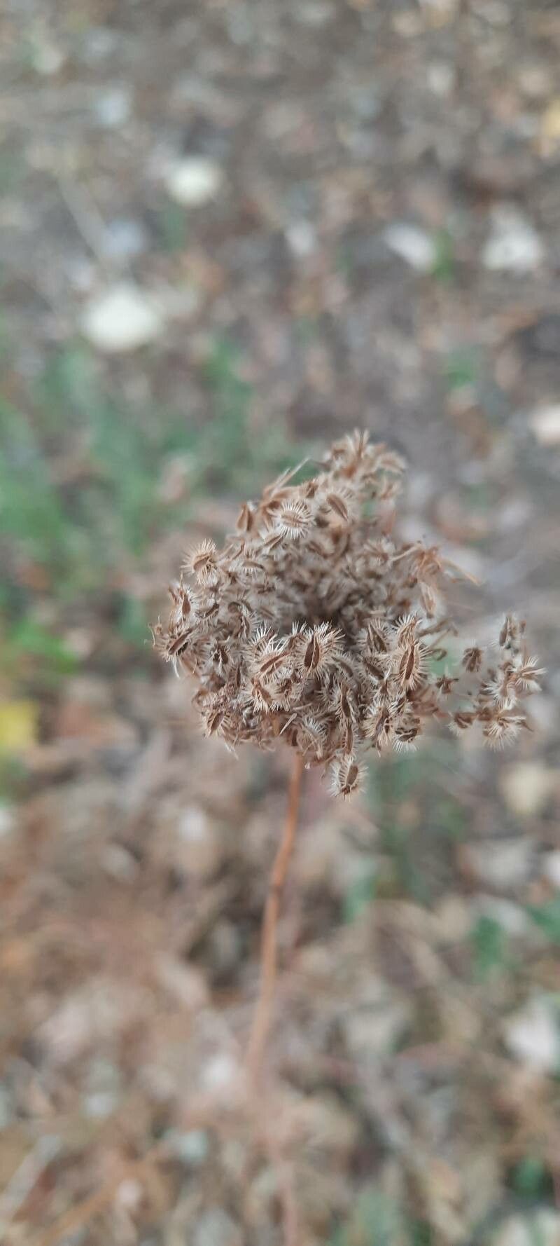 Daucus pusillus fruit