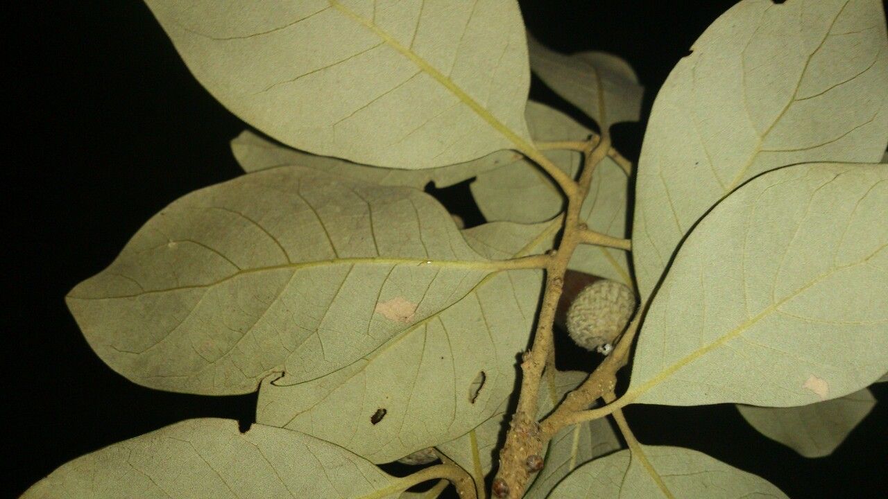 Quercus oleoides — search result for 'Costa Rica'