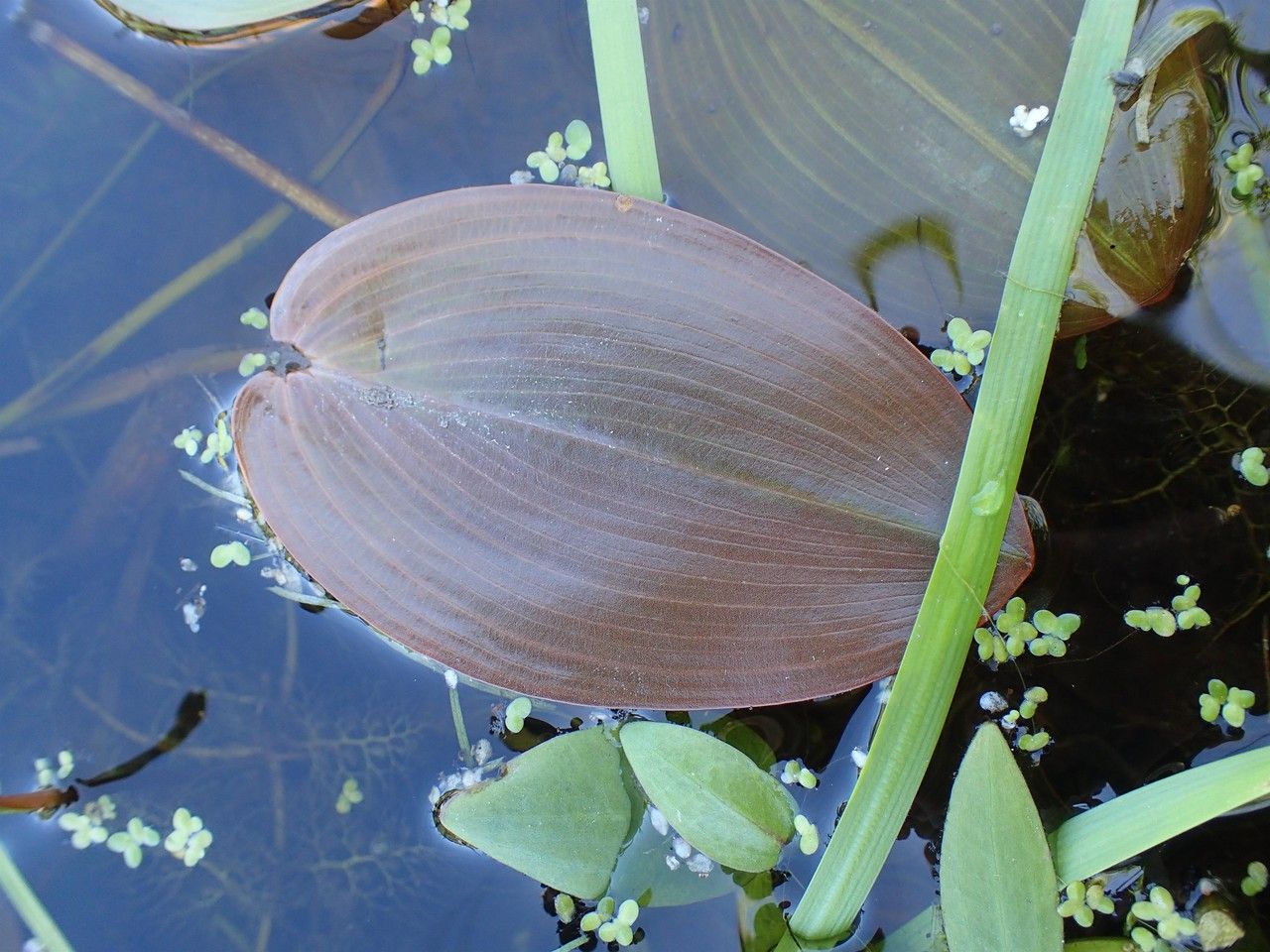 Potamogeton natans fruit