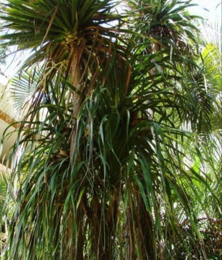 Beaucarnea pliabilis leaf