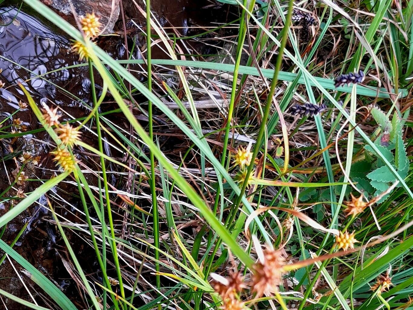 Carex flava — search result for 'Iceland'