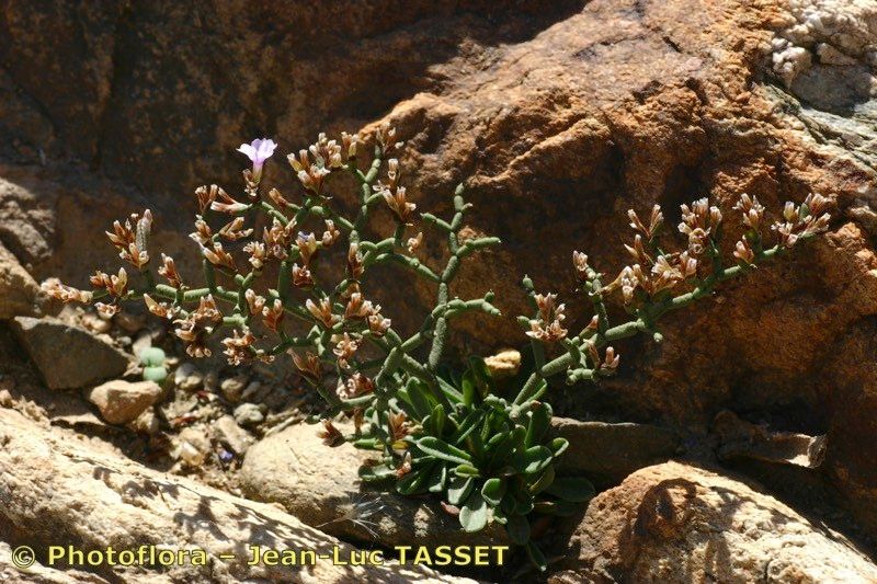 Limonium tarcoense habit