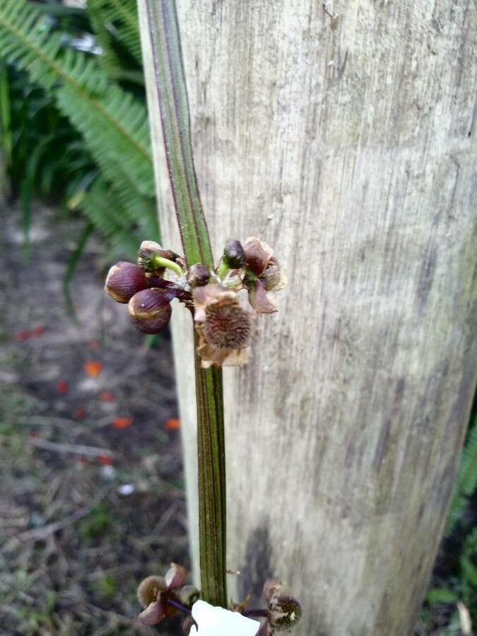 Echinodorus grandiflorus fruit