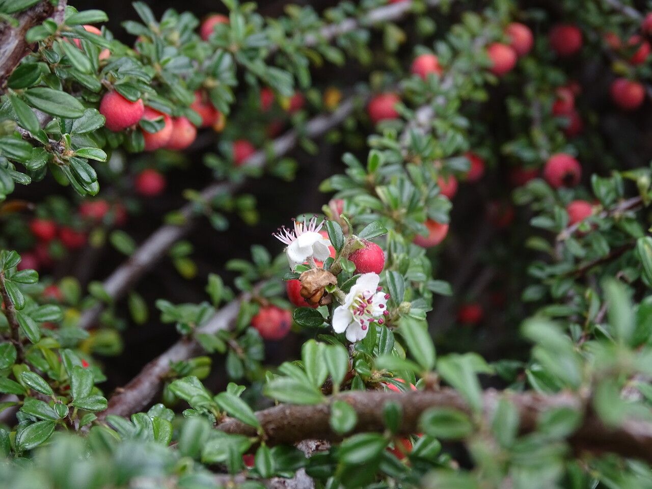 Cotoneaster microphyllus flower