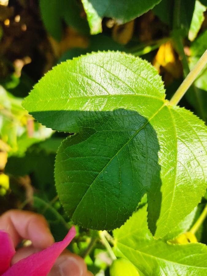 Passiflora manicata — search result for 'Ecuador'