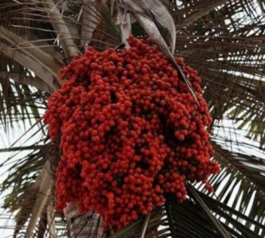 Ceroxylon alpinum — houseplant care guide