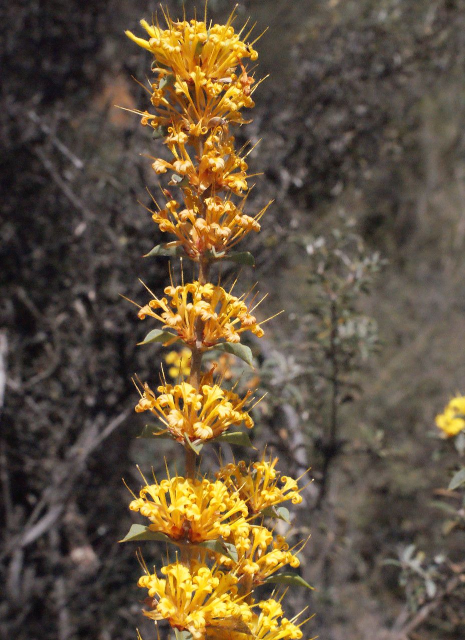 Lambertia ilicifolia flower