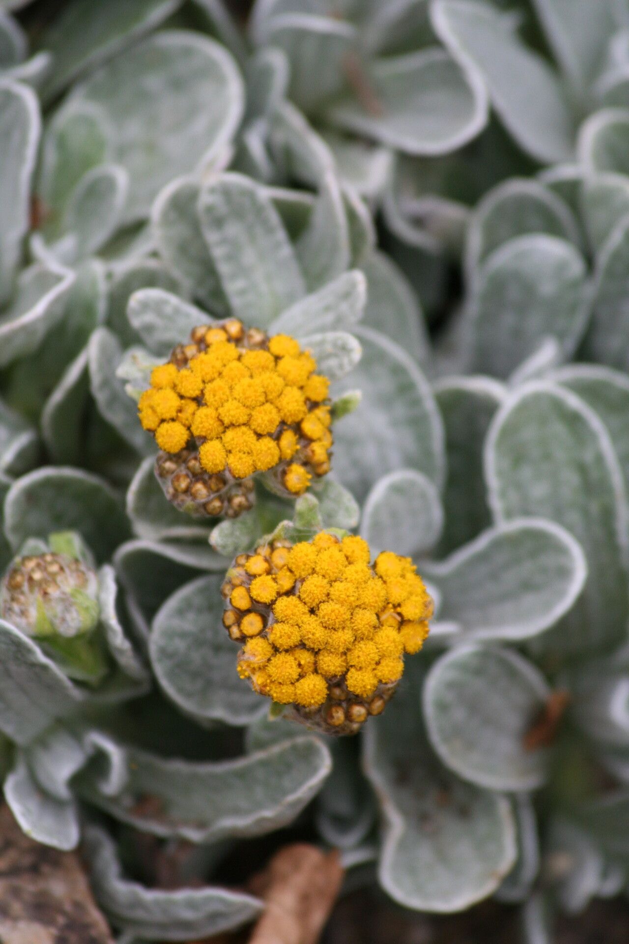 Helichrysum basalticum flower