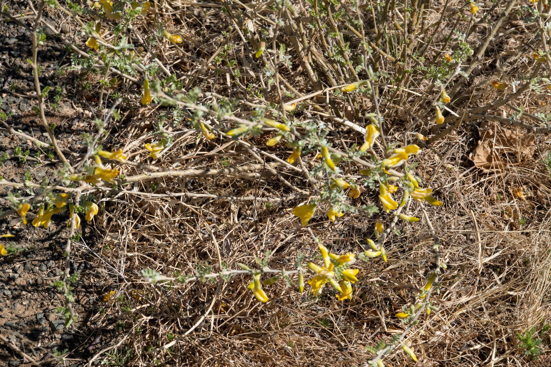 Caragana microphylla — search result for 'Caragana'