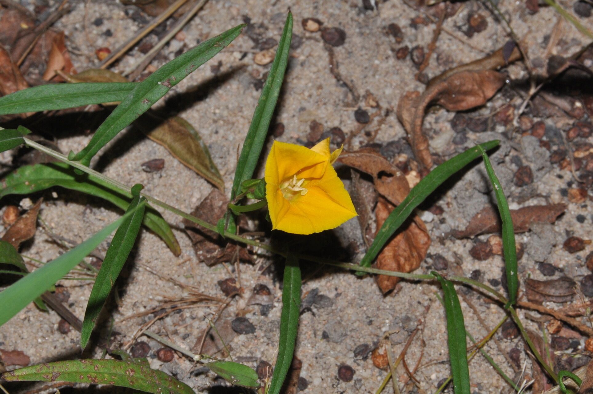 Xenostegia medium — related species from the same genus