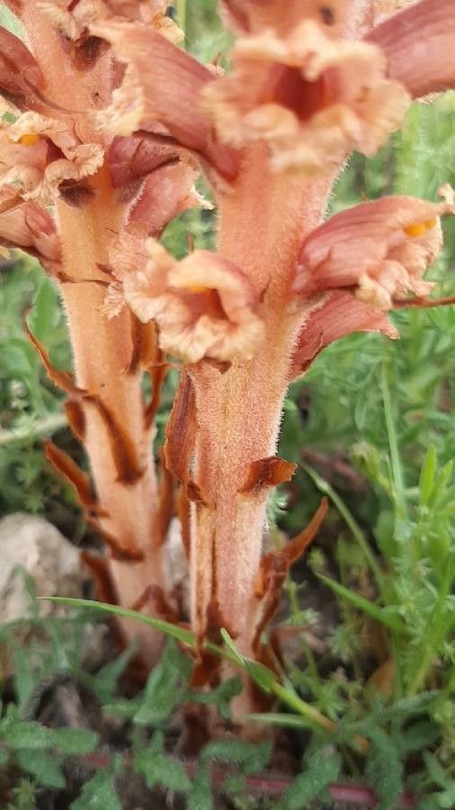 Orobanche elatior bark