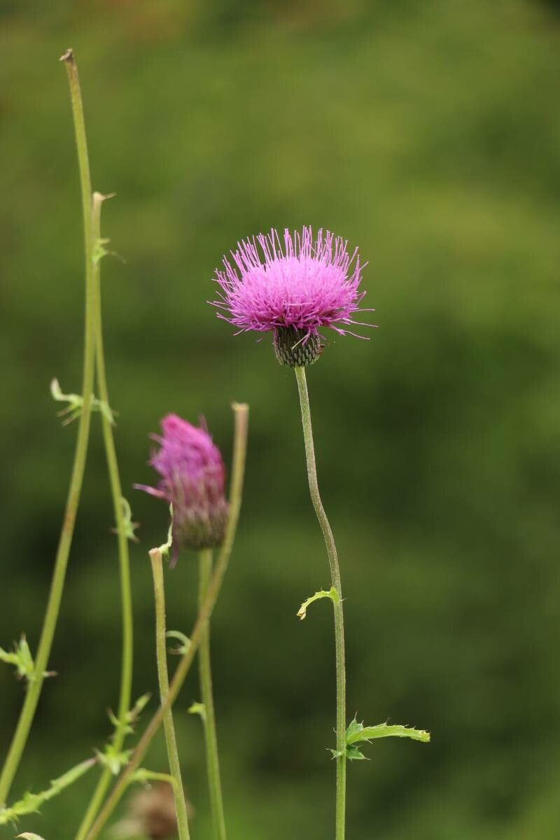 Cirsium japonicum — search result for 'Cirsium'