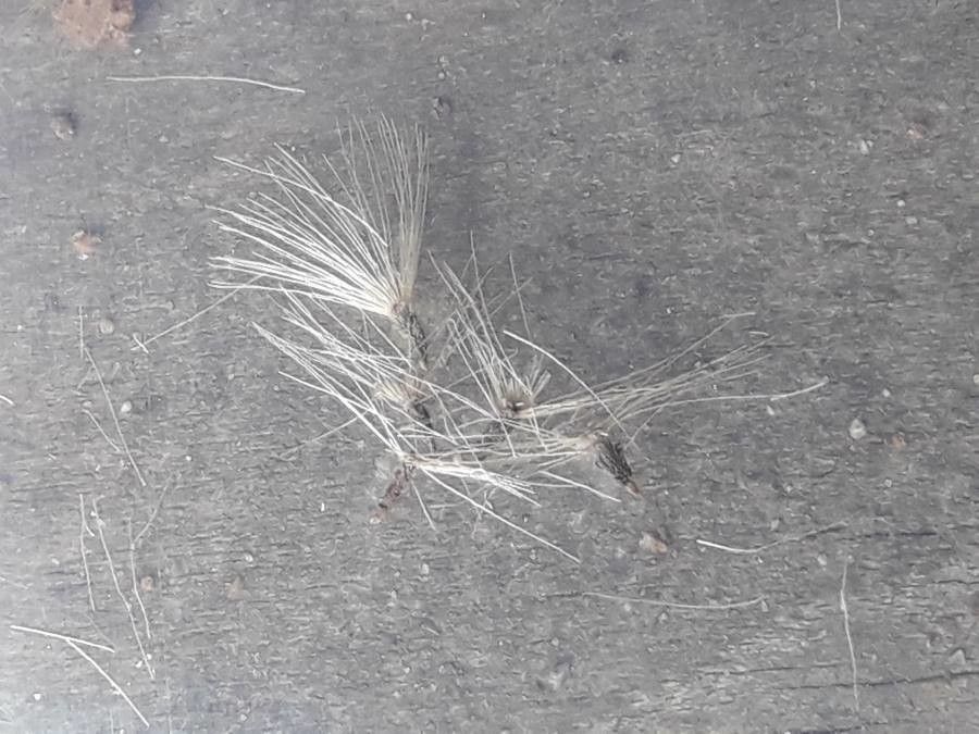 Neurolaena lobata fruit