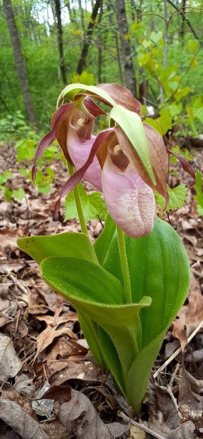 Cypripedium acaule bark