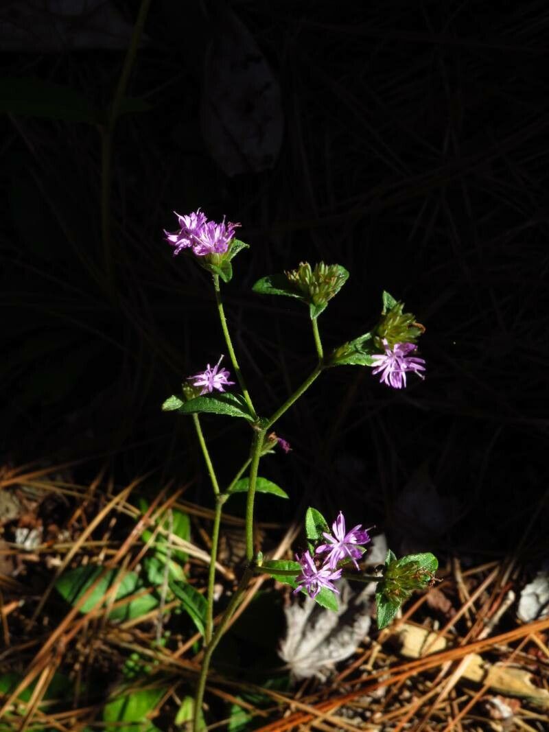 Elephantopus tomentosus flower