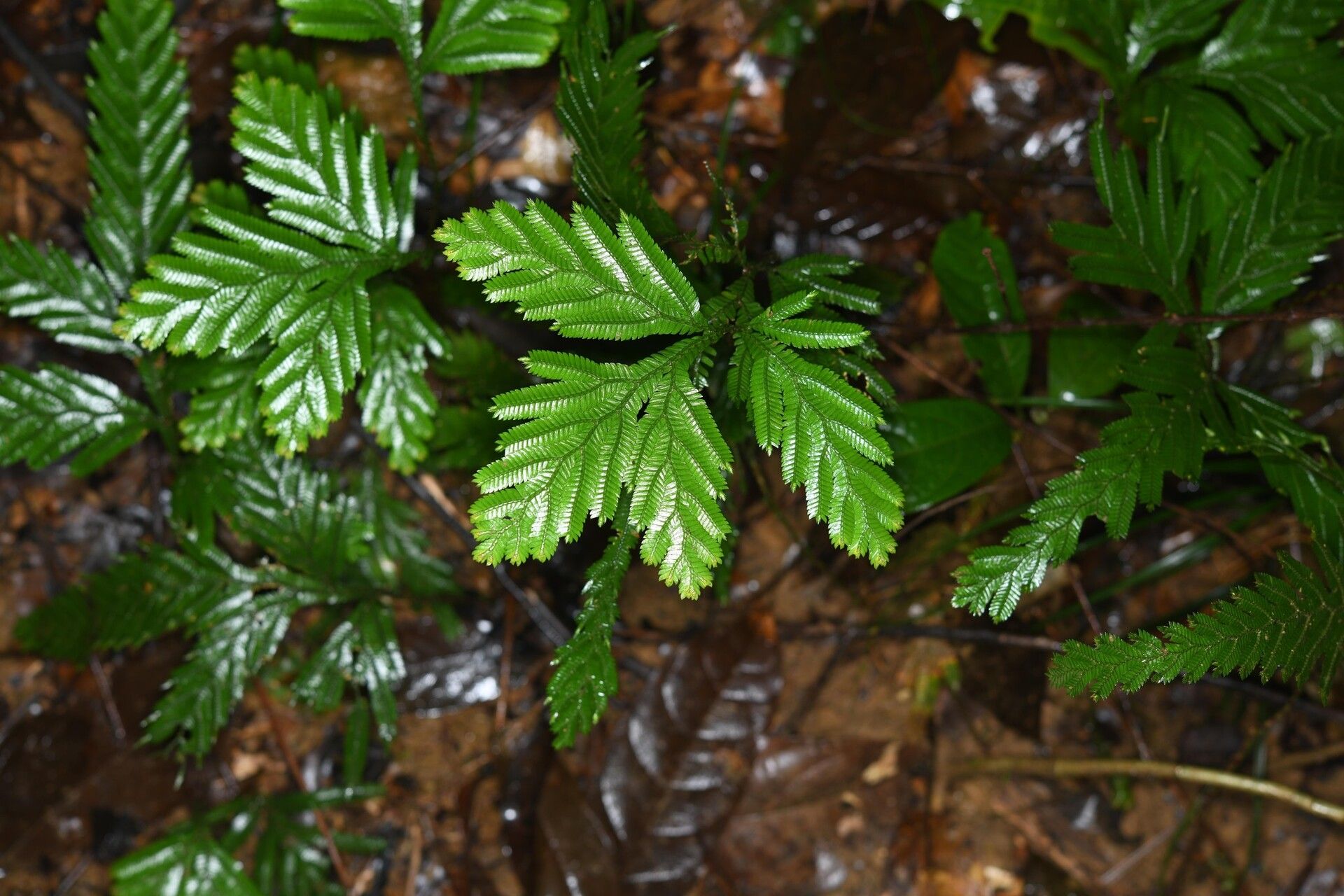 Selaginella parkeri habit
