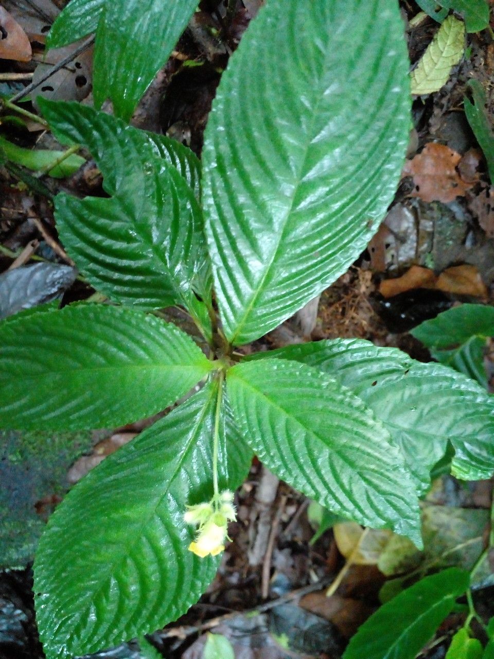 Gasteranthus wendlandianus leaf