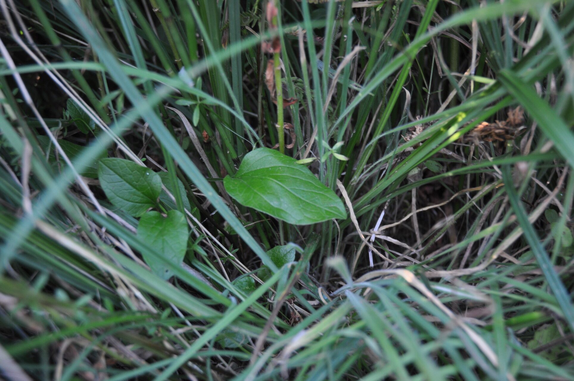 Parnassia grandifolia leaf