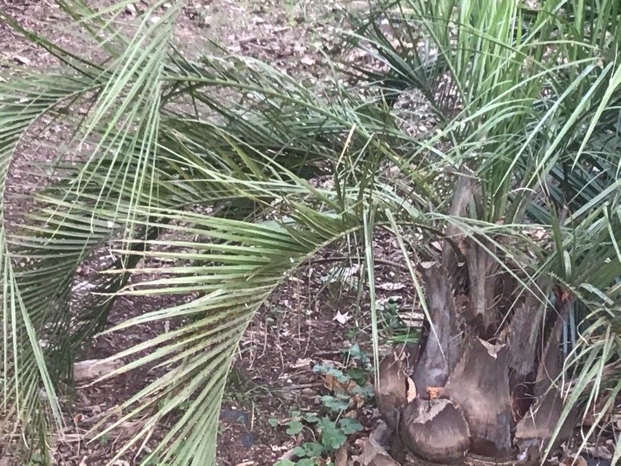 Butia eriospatha leaf