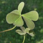 Oxalis corniculata