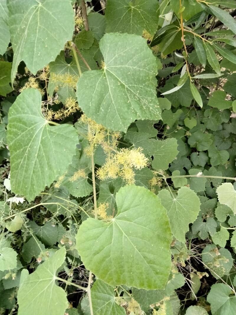 Vitis girdiana flower