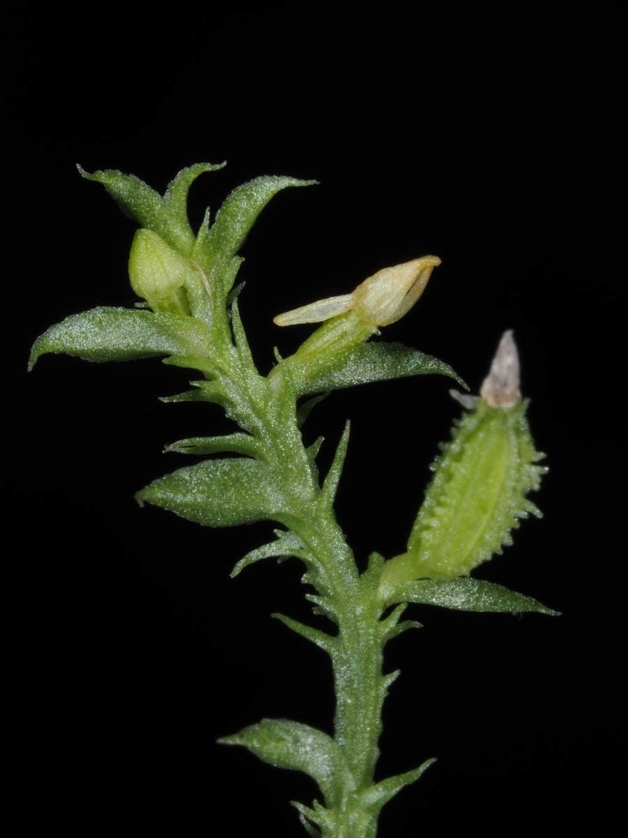 Taeniophyllum labatii flower