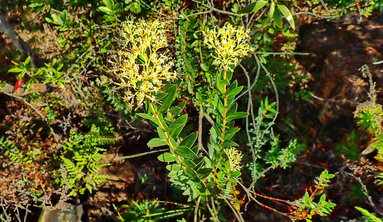 Normandia neocaledonica habit