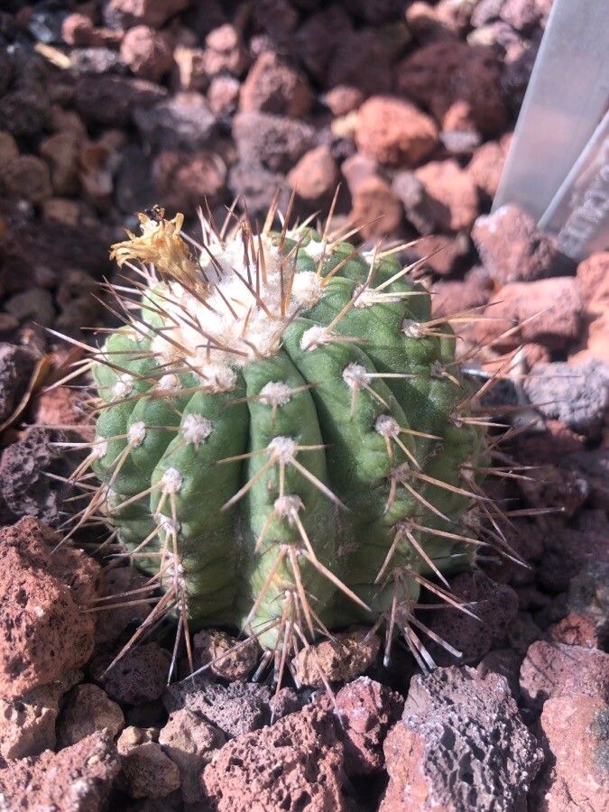 Copiapoa calderana — related species from the same genus