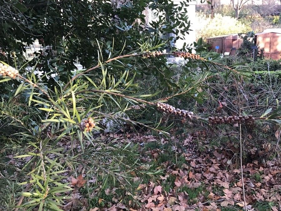 Callistemon phoeniceus leaf