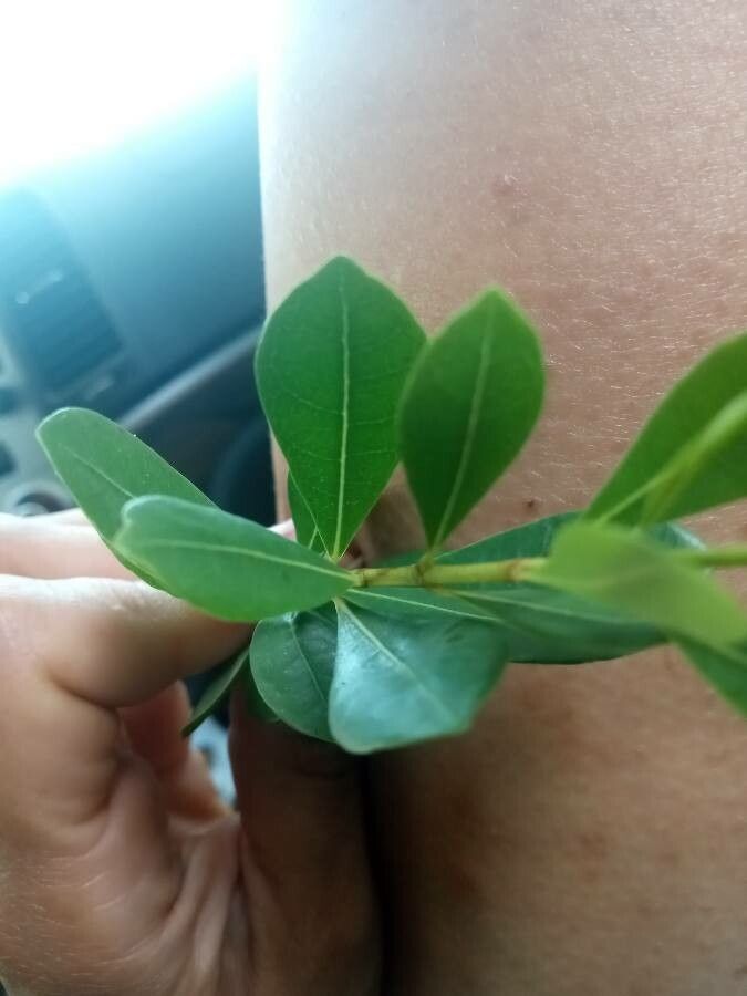 Byrsonima lucida — search result for 'Malpighiaceae'