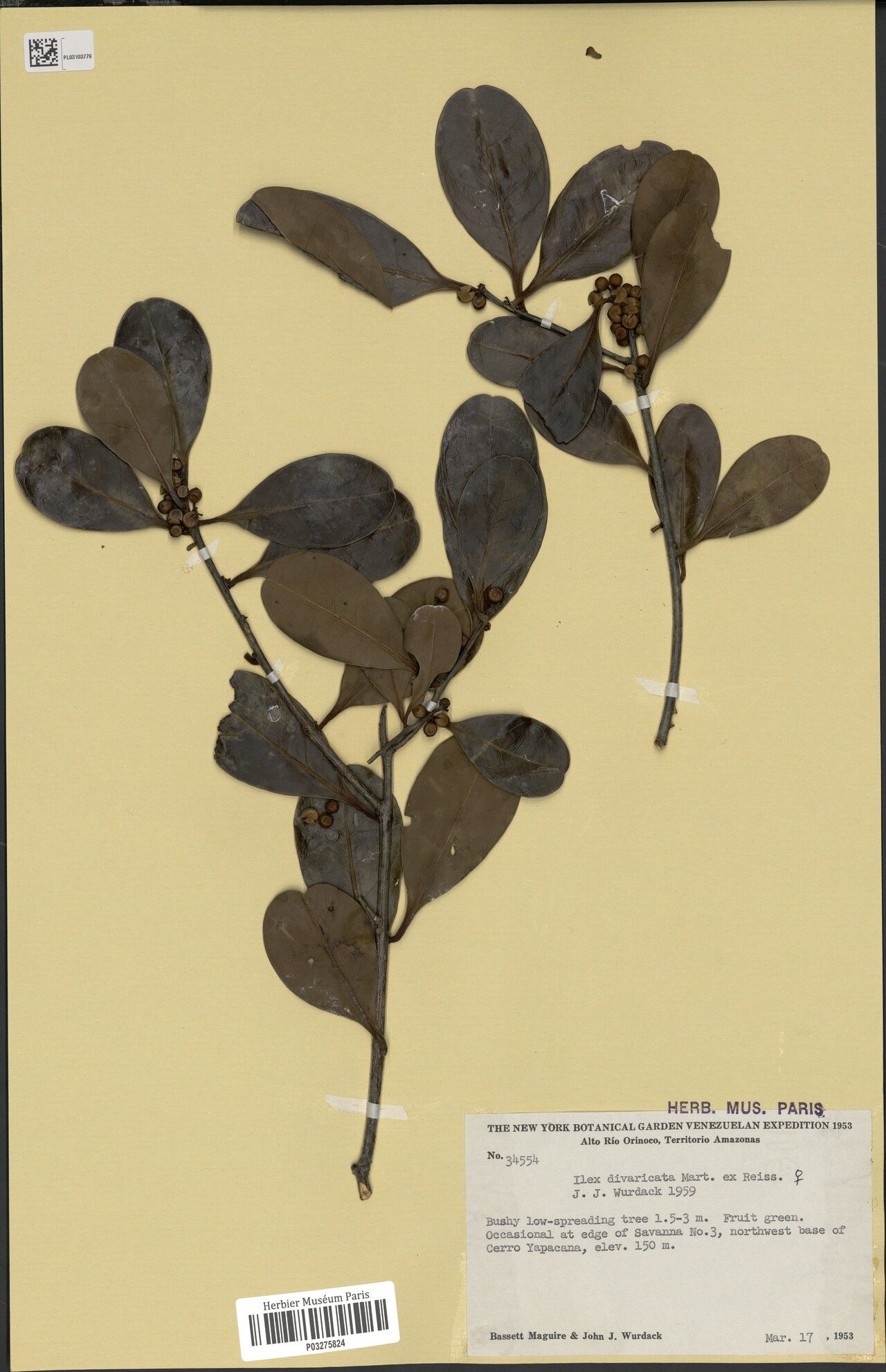 Ilex divaricata — search result for 'Ilex'