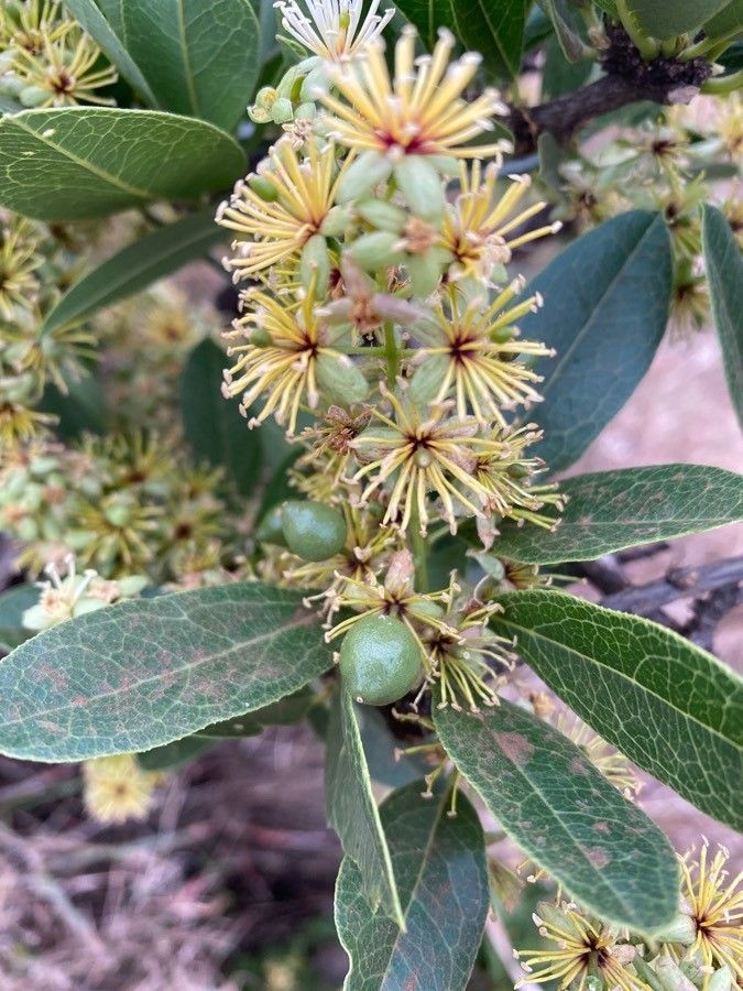 Boscia mossambicensis fruit